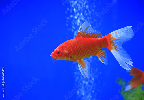 Goldfish swim in the water © hanmaomin