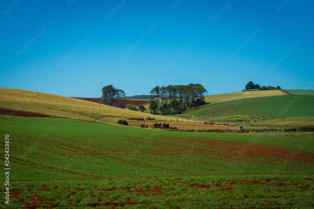 Farm Field Scene, Tasmania Australia