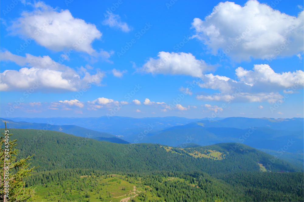 Naklejka premium View of the Carpathians, covered with forest from the top of the mountain.