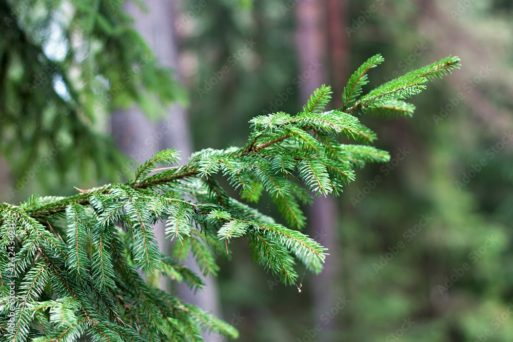 Φωτογραφία Young green branch of the spruce in the coniferous forest.