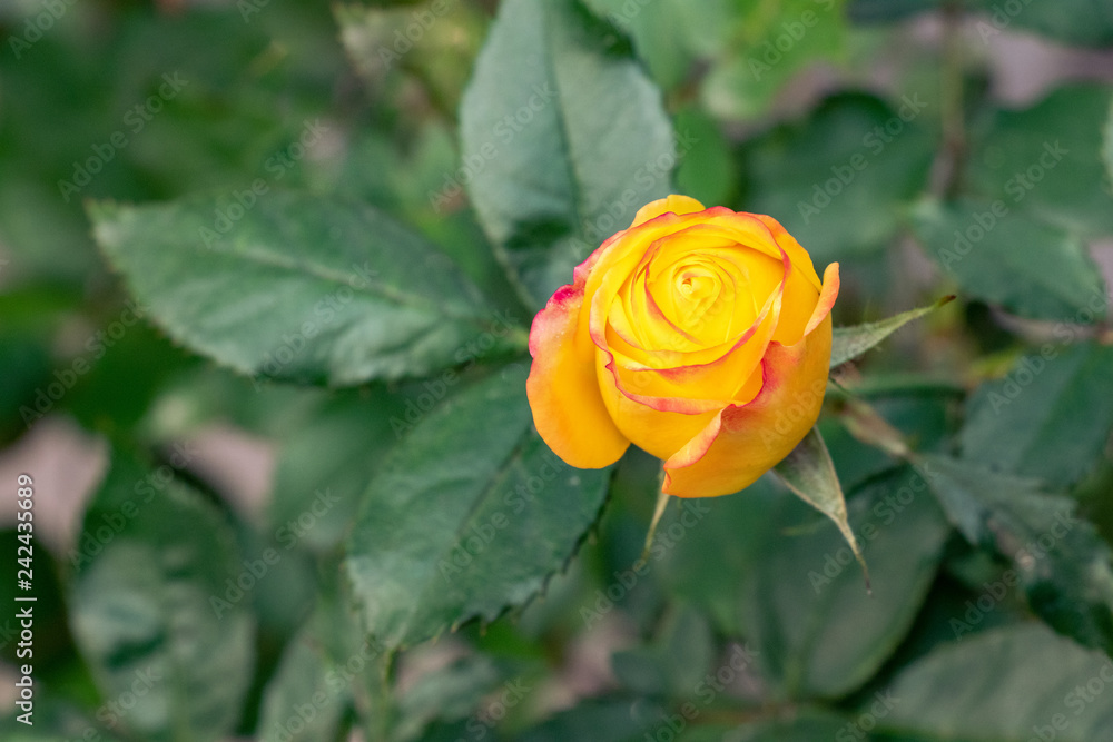 Yellow rose bud blooming in garden Yellow rose bud blooming in garden