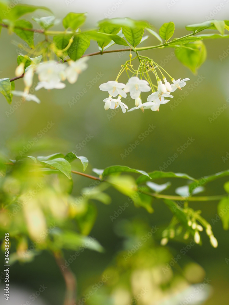 White flower Orange jasmine Beautiful Bunch White flower Orange jasmine Beautiful Bunch