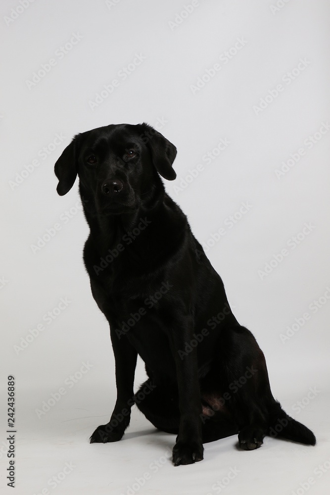 beautiful black labrador is sitting in the white studio beautiful black labrador is sitting in the white studio