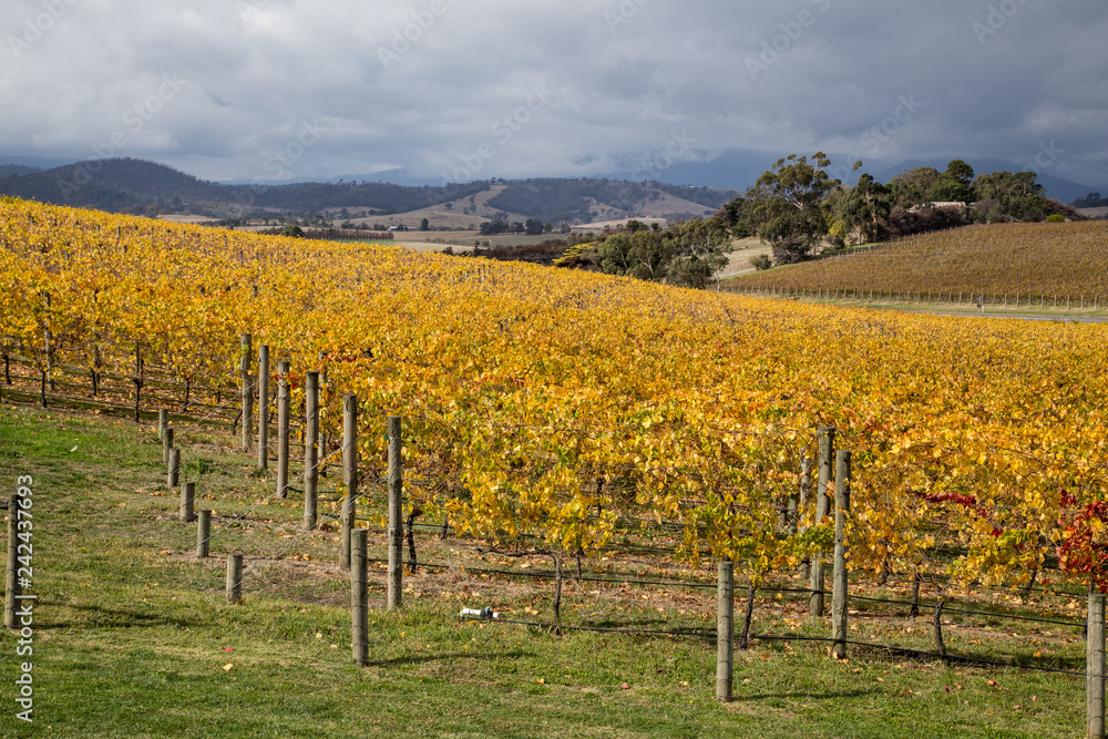 Balgownie Estate Vineyard in Victoria, Australia
