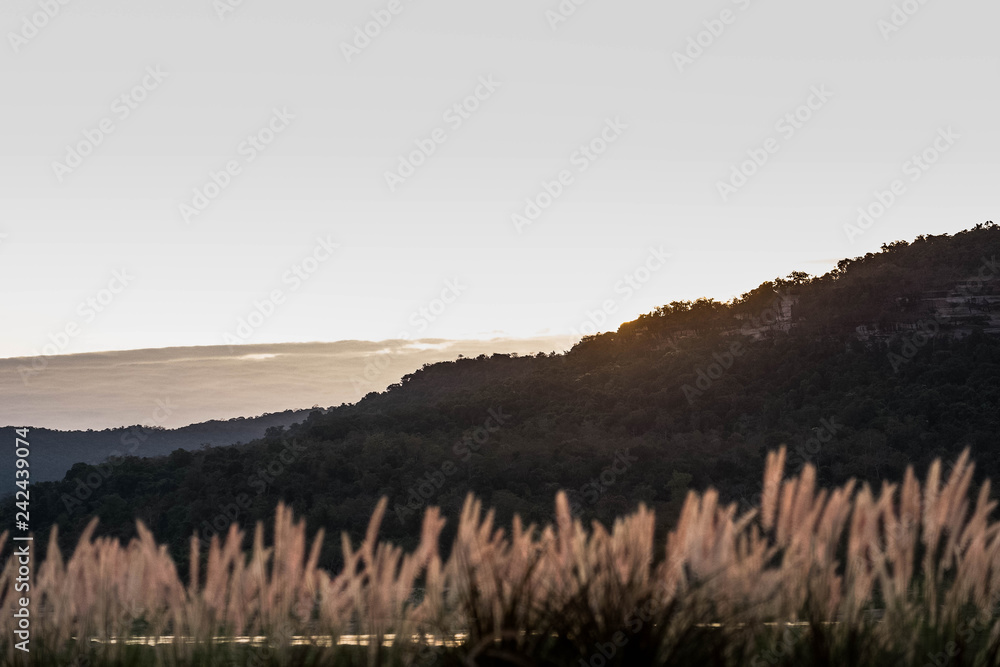 Fototapeta premium grass