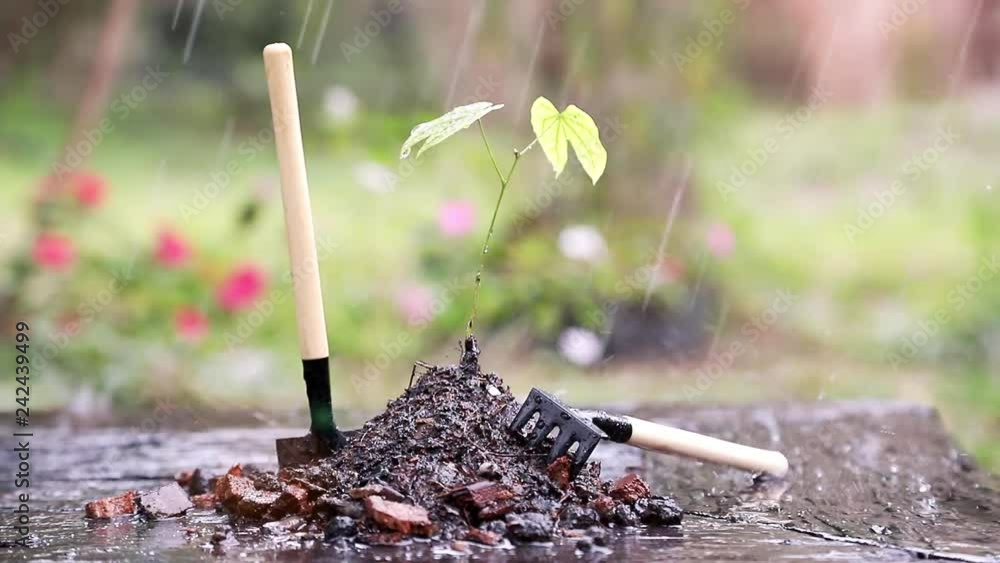Raining and wind blowing the leaf of the small tree with garden in background. Raining and wind blowing the leaf of the small tree with garden in background.