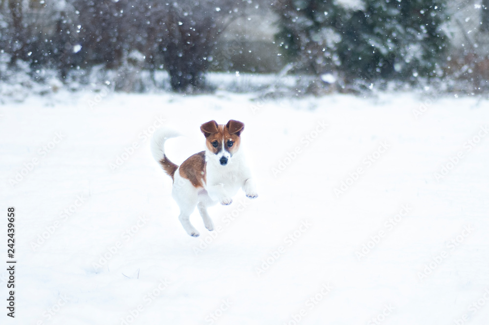 zimowy spacer z psem 