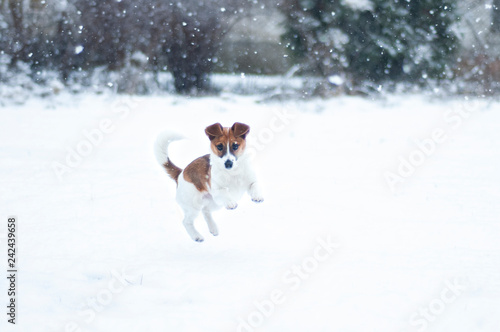 zimowy spacer z psem 