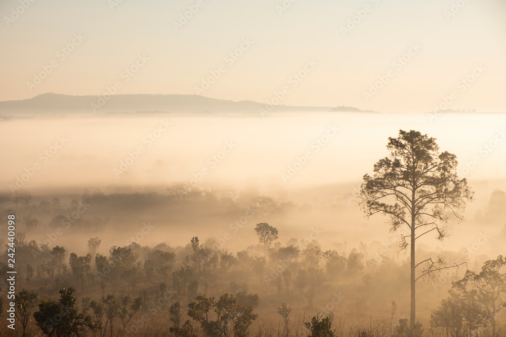 Blurred for Background.Sunrise in the morning with fog floating in the forest in the winter. Blurred for Background.Sunrise in the morning with fog floating in the forest in the winter.