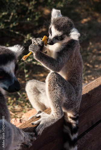 Grown and baby lemurs with a carrot