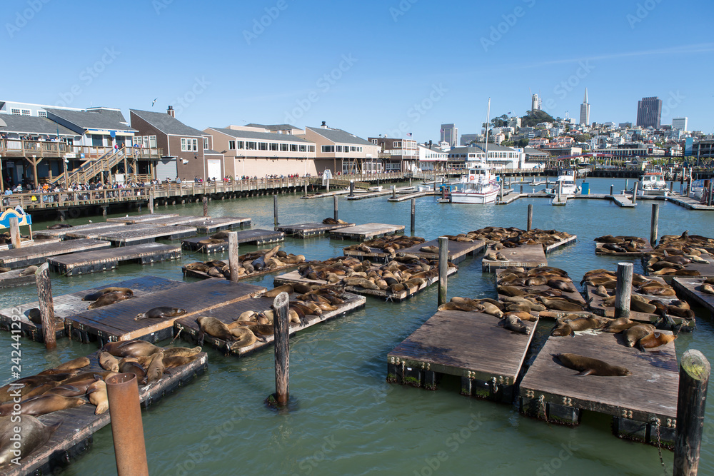 Pier 39 and the Sea Lions in San Francisco