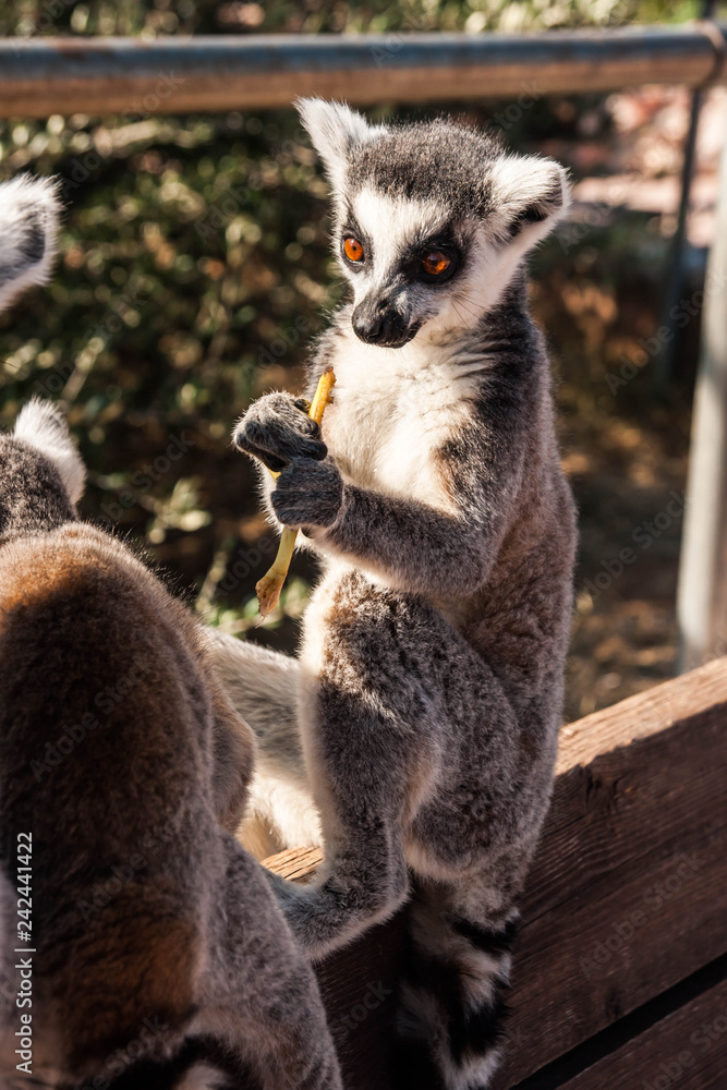 Fototapeta premium Cute baby lemur with a carrot