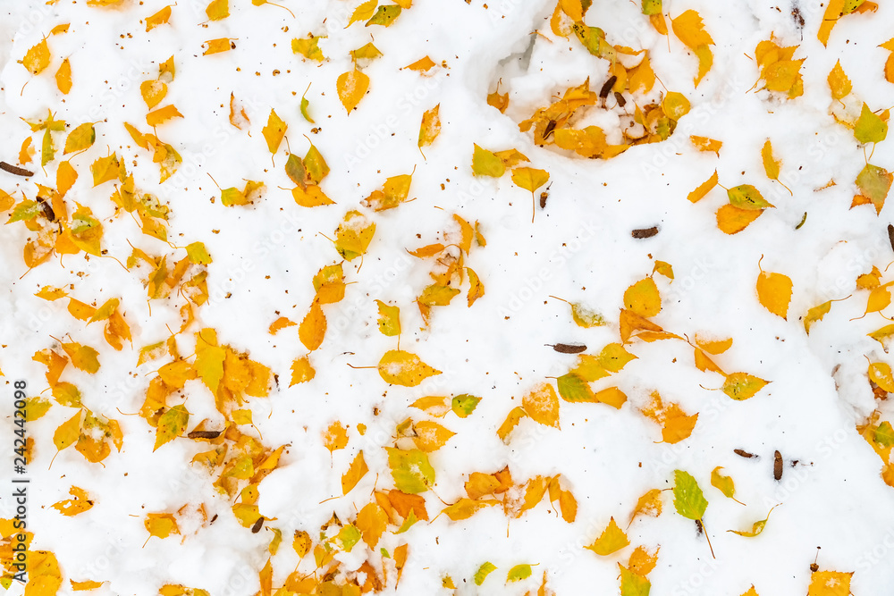 Yellow birch tree leaves in snow Yellow birch tree leaves in snow