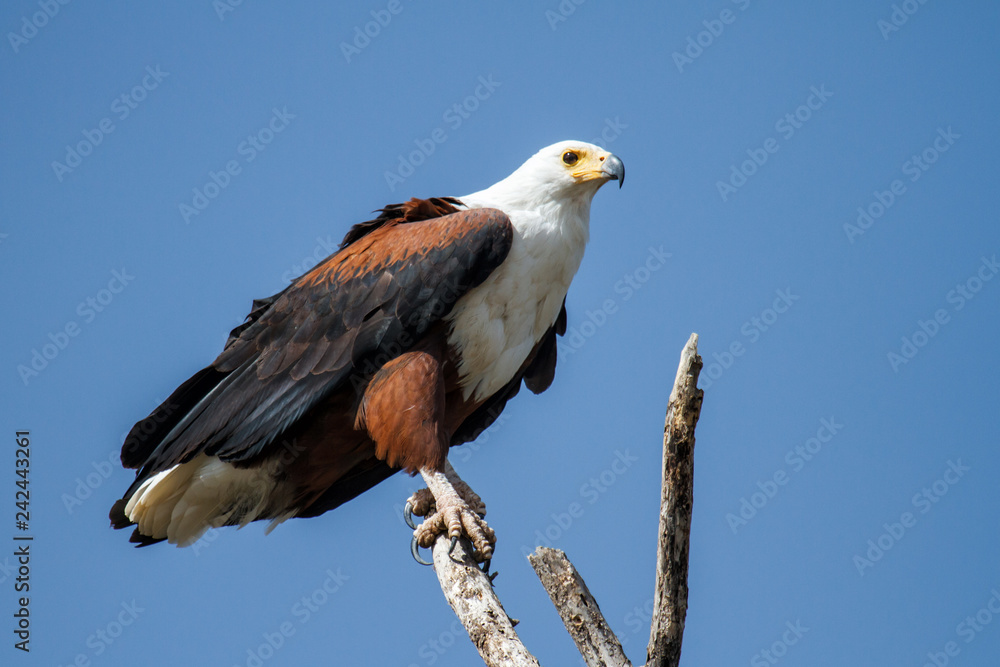 African fish eagle on a branch at Lake Chamo in the Rift Valley in the south of Ethiopia African fish eagle on a branch at Lake Chamo in the Rift Valley in the south of Ethiopia