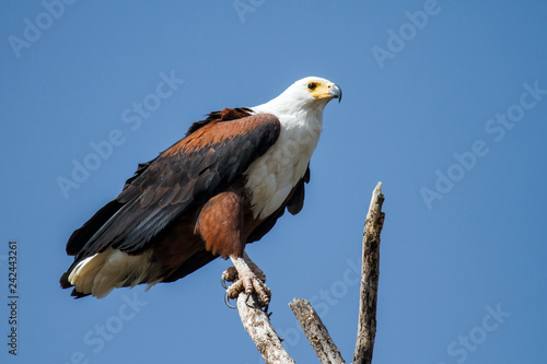 African fish eagle on a branch at Lake Chamo in the Rift Valley in the south of Ethiopia