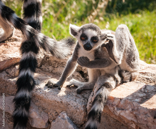 Cute baby lemur