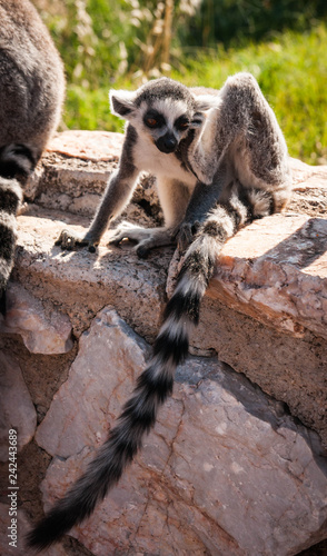 Cute baby lemur