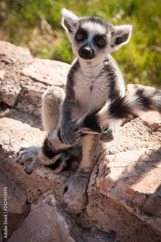 Cute baby lemur