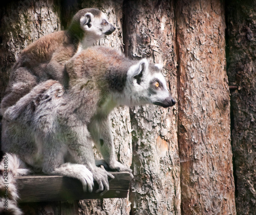 Mather lemur with her baby