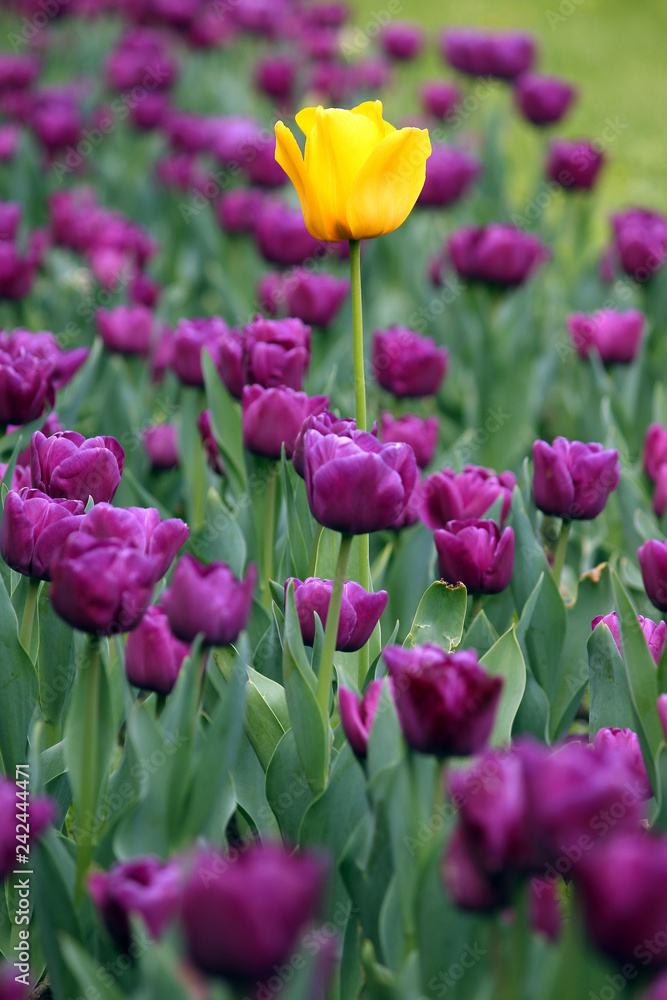 Fototapeta premium garden with purple and one yellow tulip flower spring season