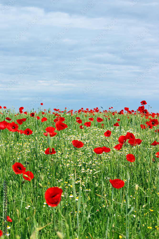 red poppies flower meadow landscape spring season