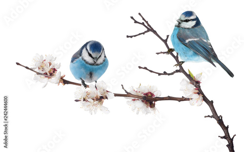 blue colored two tits on cherry tree blossoming branch on white