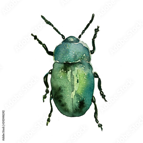 Hand drawn watercolor isolated bug