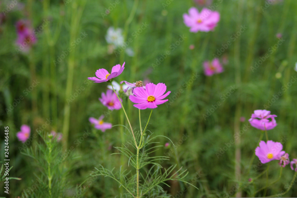 flowers in green grass flowers in green grass