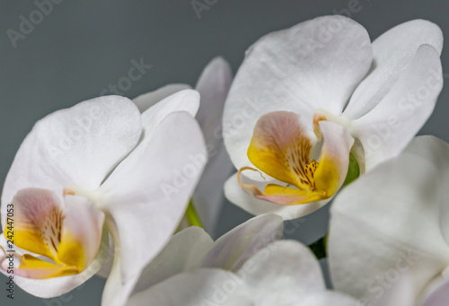 Fototapeta Naklejka Na Ścianę i Meble -  Closeup of white phalaenopsis orchid flower Phalaenopsis known as the Moth Orchid or Phal on the grey background. Selective focus.