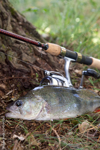 Big freshwater perch and fishing rod with reel..