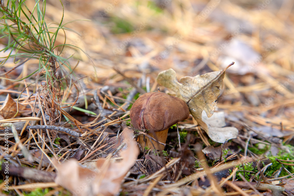 Wild edible bay bolete known as imleria badia or boletus badius mushroom growing in pine tree forest..