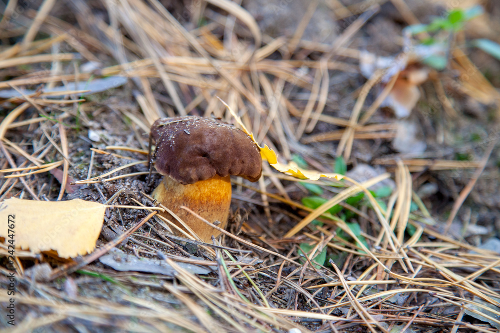 Wild edible bay bolete known as imleria badia or boletus badius mushroom growing in pine tree forest.. Wild edible bay bolete known as imleria badia or boletus badius mushroom growing in pine tree forest..