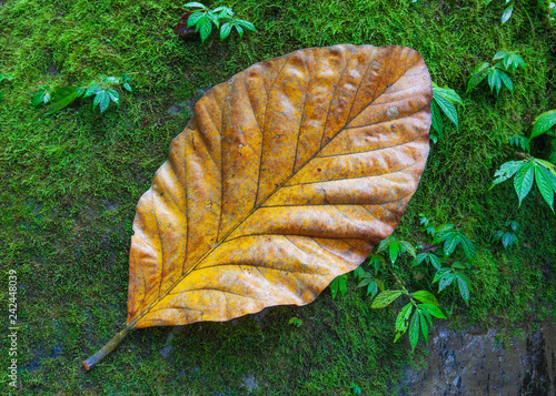 Giant yellow leaf of a tropical plant on green grass