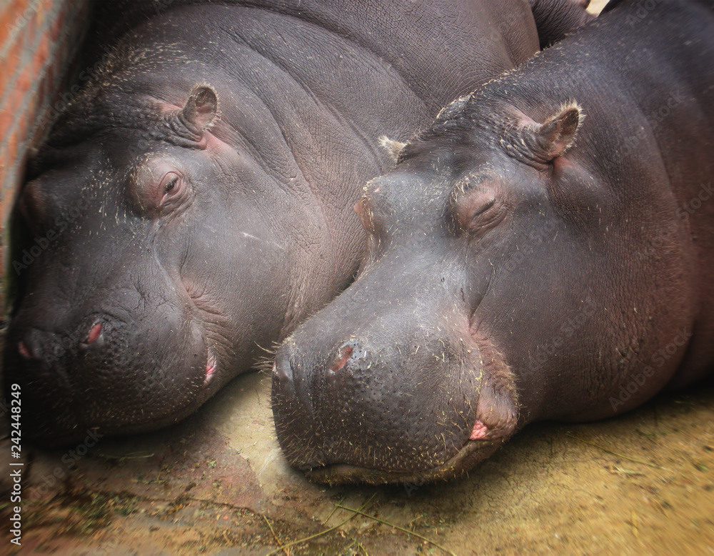 Sleeping hippopotamus, background, texture, blurred image Sleeping hippopotamus, background, texture, blurred image