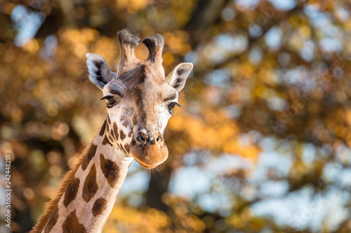 Giraffe in autumn portrait © Rixie