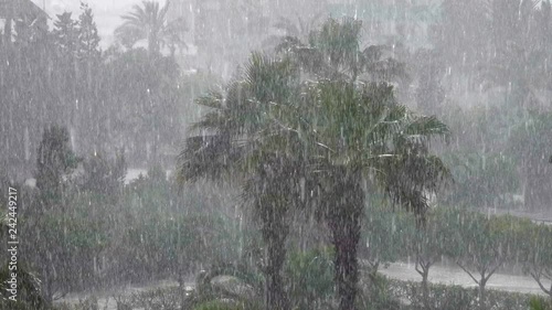 Tropical wind and rain drops falling on the green palm tree leaves . Hurricane Rains . Cyclone. Tropical rainstorm in the jungle against the backdrop of palm tree.