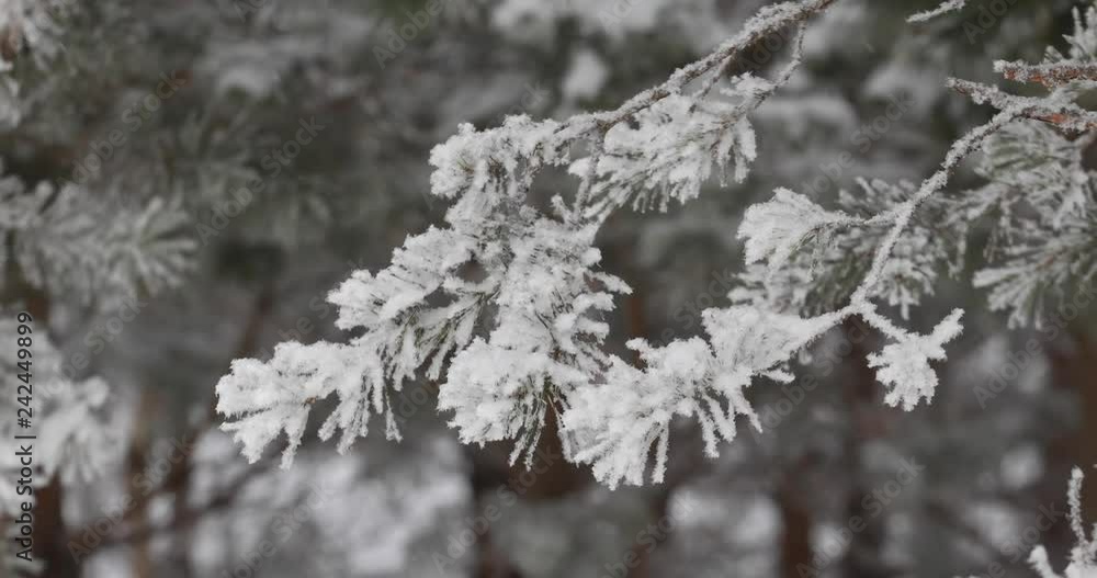 Winter trees in the snow. White snow falls from above Winter trees in the snow. White snow falls from above