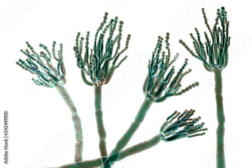 Fungi Penicillium which cause food spoilage and are used for production of the first antibiotic penicillin. 3D illustration showing spores conidia and conidiophore photo