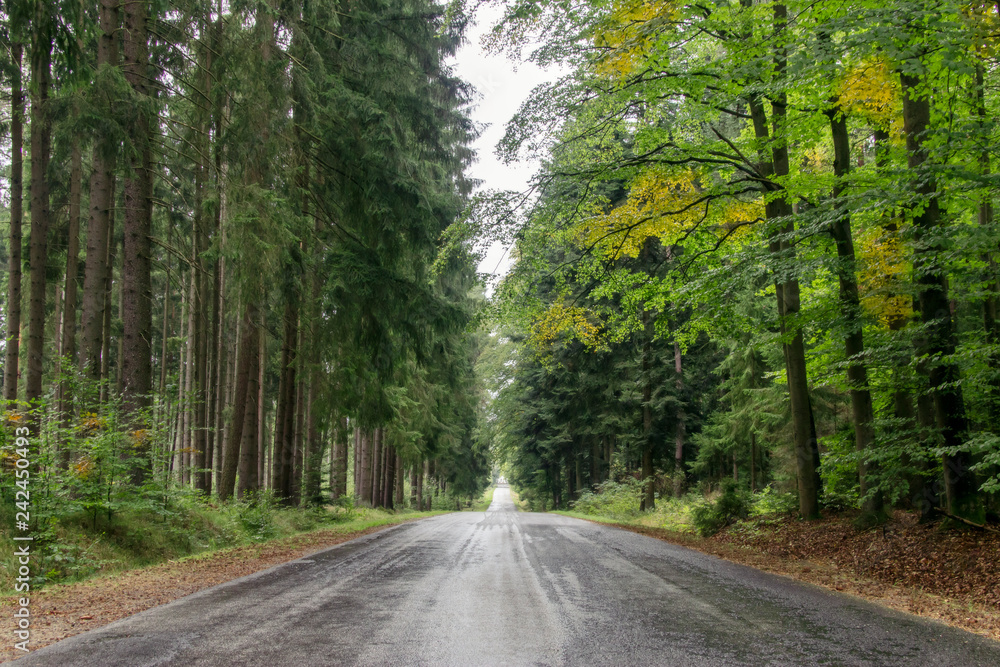 Fototapeta premium road in the forest