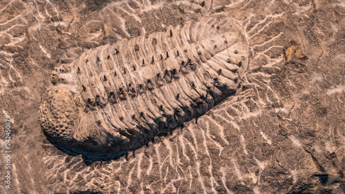 fossil trilobites imprinted in the sediment. 4 Billion Year old Trilobite © merlin74