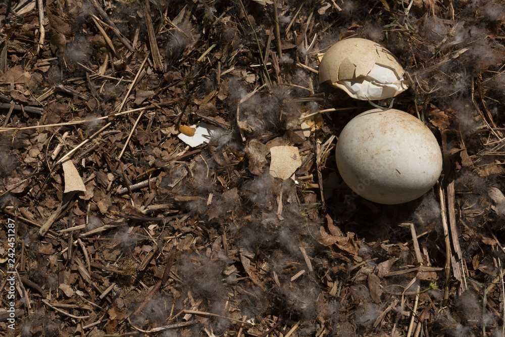 goose egg goose egg