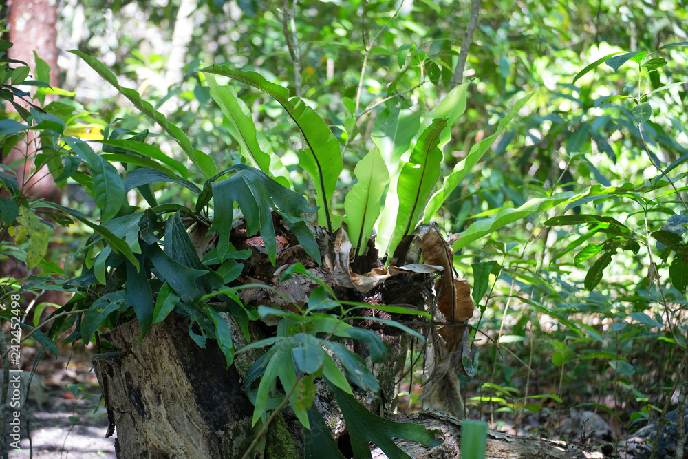Birds Nest fern on a tree stump in The Daintree rainforest, Tropical North Queensland, Australia Birds Nest fern on a tree stump in The Daintree rainforest, Tropical North Queensland, Australia