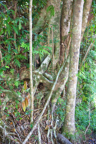 Tree trunks and roots in The Daintree, Tropical North Queensland, Australia