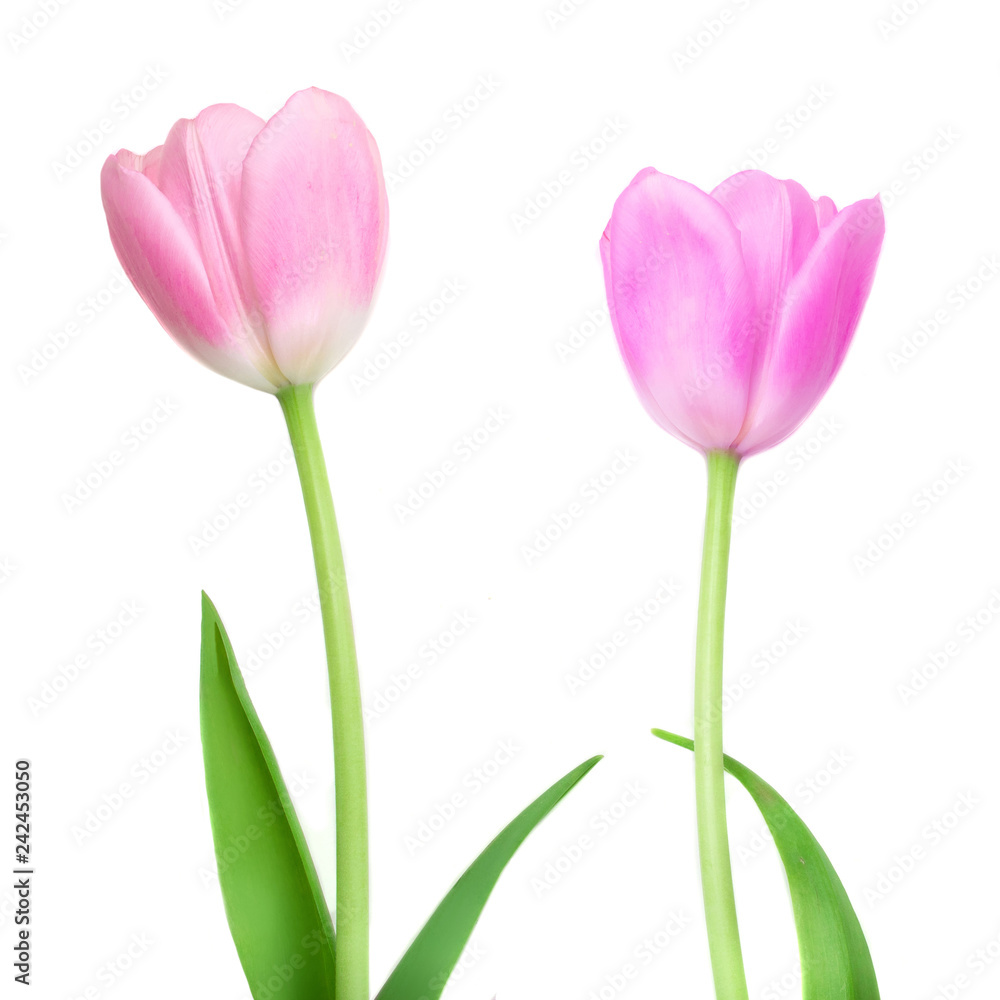 Tulip flowers isolated on white background. Beautiful spring flowers. Easter concept Tulip flowers isolated on white background. Beautiful spring flowers. Easter concept