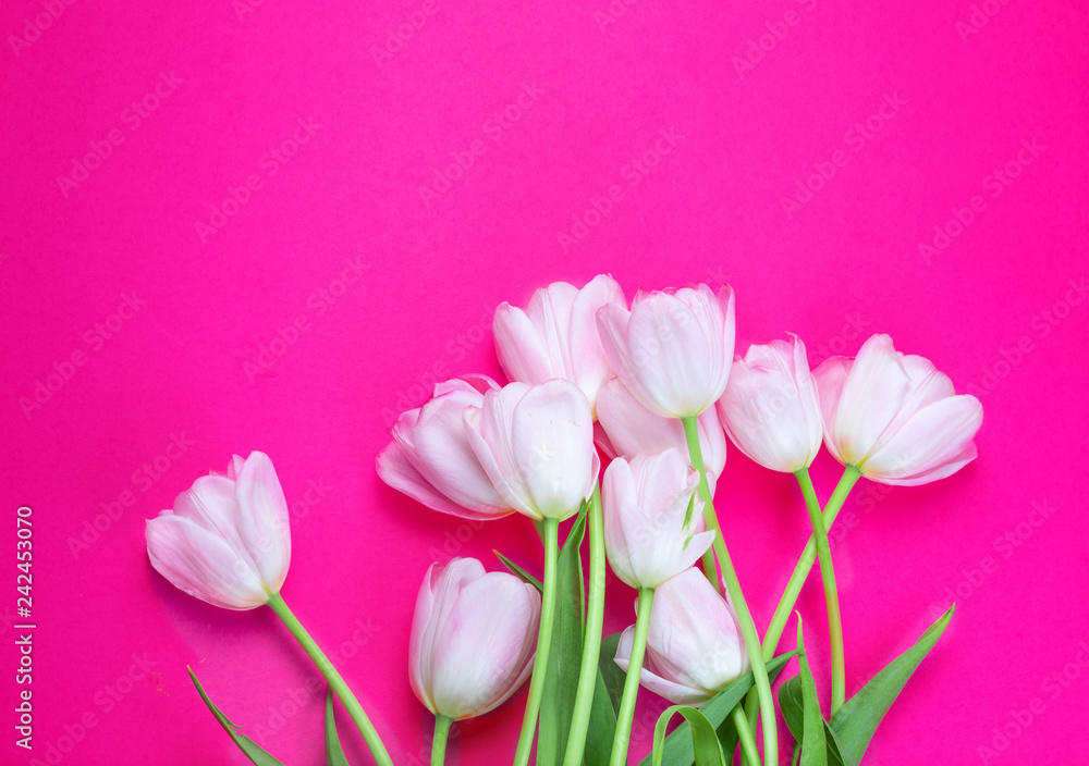 White tulips flowers on pink background with copy space for your text. Easter concept. Flat lay