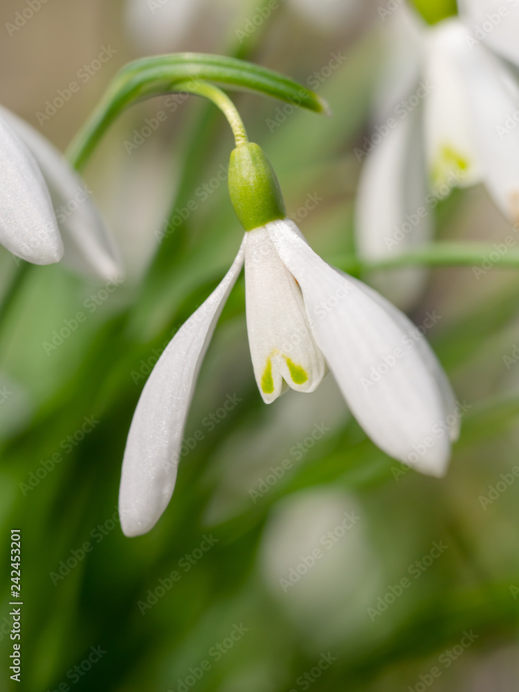 Schneeglöckchen (Galanthus) - Blüte, Nahaufnahme Schneeglöckchen (Galanthus) - Blüte, Nahaufnahme