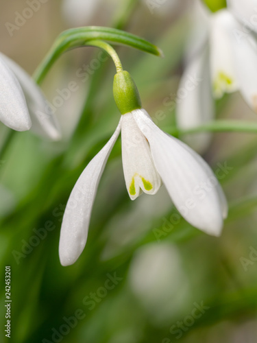 Schneeglöckchen (Galanthus) - Blüte, Nahaufnahme