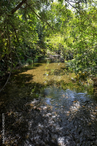 Peaceful Oliver Creek in The Daintree  Queensland  Australia