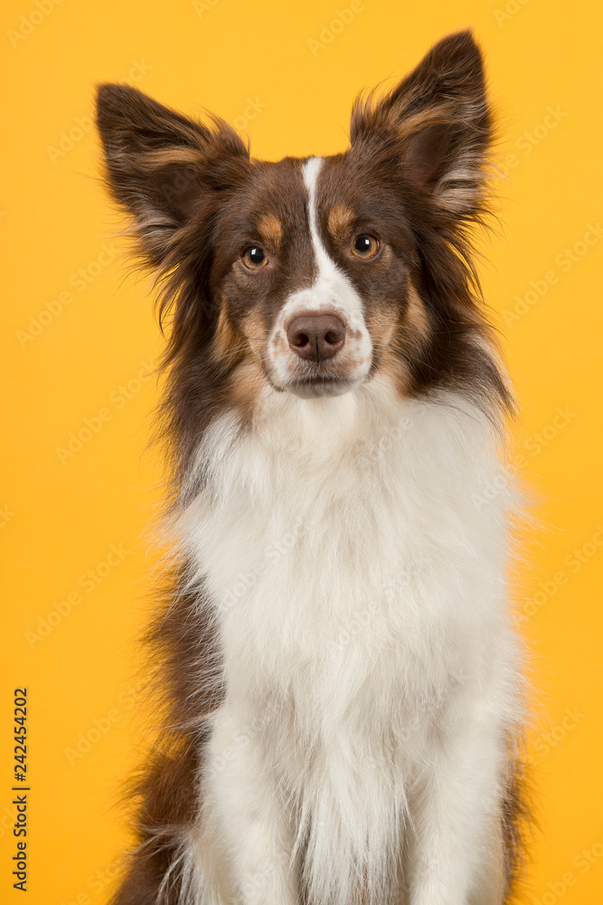 Portrait of miniature american shepherd dog on a yellow background
