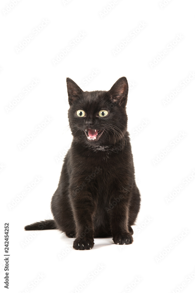 Young black cat sitting looking away and speaking isolated on a white background